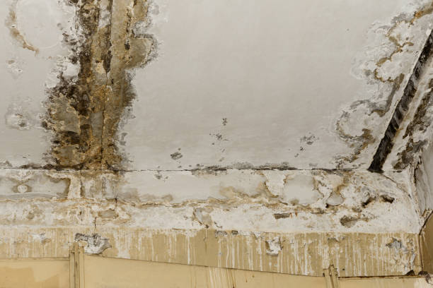 Best Industrial Mold Remediation  in USA